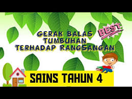 Kenal pasti jenis rangsangan yang menyebabkan gerak balas pada gambar ini. Gerak Balas Tumbuhan Terhadap Rangsangan Sayacikgubiasa Stayathome Dudukrumah Youtube
