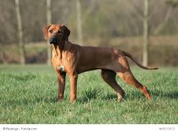 Mit einem gewicht von bis zu 36 kilo zählen sie auf jeden fall zu den größeren hunden. Rhodesian Ridgeback Steckbrief Fci Klasse Wesen Haustiermagazin
