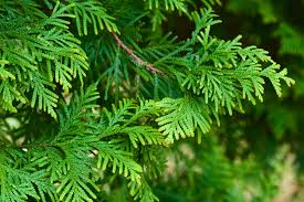 4 benefits of hinoki essential oil for the body, mind, and soul – The  JBeauty Collection