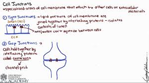 Maybe you would like to learn more about one of these? Cell Junctions Youtube