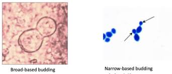 images?q=tbn:ANd9GcS82rgu-hfLxnS3uyW0uYSqK9eadefPPijiGw&s