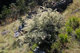 Image result for Gymnosporia glaucophylla