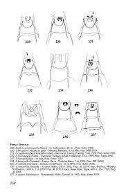 Image result for Scythris crypta