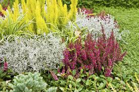 Part shade is welcomed in hot summer areas. Heather Companion Plants For The Garden Learn What To Plant Next To Heather