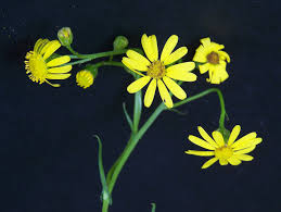 Image result for Lopholaena sp.no.1