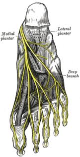 Des états de compte (sauf s'il s'agit du relevé de plusieurs comptes.) des manches à balai, des manches de couteau. Pied Anatomie Humaine Wikipedia