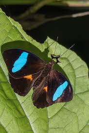 Image result for Mostuea batesii