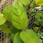 Image result for Marantochloa leucantha