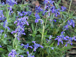 The following list of perennial flowers will help you choose just which permanent plants you want to invite into your garden to stay. Plants Hill Country Texas Master Gardeners