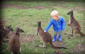 Amazing Animals In Australia And New Zealand Castaway With Crystal
