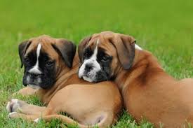 Check spelling or type a new query. Boxer Dogs Barking Beast