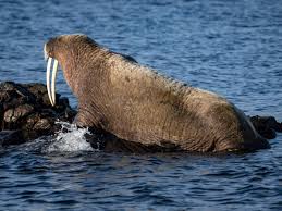 Image result for walrus