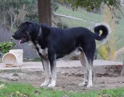 Its ears are, in practice, cropped very short, and the tail is docked moderately. Black Anatolian Shepherd Dog Takas Rajah Kangal Dog Anatolian Shepherd Dog Livestock Guardian Dog