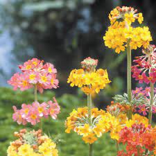 For uk customers we send the plants potted in 9cm pots. Buy Primula Candelabra J Parker Dutch Bulbs