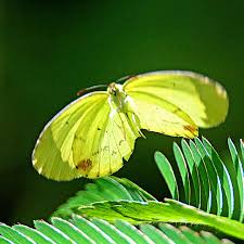 Image result for Pycreus nitidus