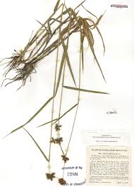 Image result for Fuirena stricta