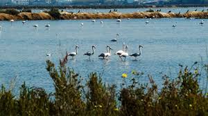 Corvo, considered by unesco to be a world biosphere reserve, forms, together with the island of flores, the western group of the azores archipelago. Ria Formosa And The Marshlands Of Castro Marim Www Visitportugal Com