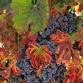 American Wines — MANOR TAVERN