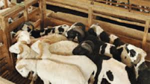 Salah satu alasan mengapa kambing tidak mau makan pakan fermentasi yakni disebabkan oleh karena sakit, jenis fermentasi yang anda berikan sampai . Agromedia Teknik Tepat Memilih Bibit Domba Agromedia