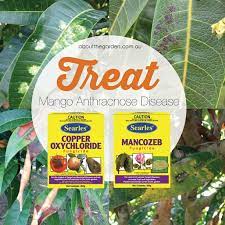 Mango Anthracnose Disease Black Spots On Leaves About The Garden Magazine