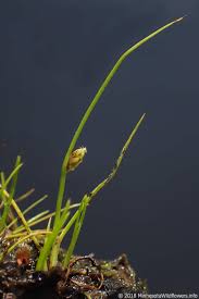 Image result for Schoenoplectiella senegalensis