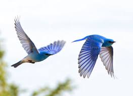 Birds Of The Same Feather Are The Same Birds Bluebird In Flight Same Bird Two Moments In Time Birds Flying Bird Drawings Blue Bird