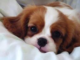 Video tentang anak anjing yang sedang belajar di sekolah. King Charles Spaniel Puppy Adorable 3 Anak Anjing Cavalier King Charles Spaniel Anak Anjing Lucu