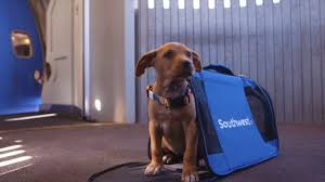 Southwest's pet policy states that we will accept up to six (6) pet carriers per scheduled flight. Southwest Airlines Flies Pups To The Puppy Bowl Youtube