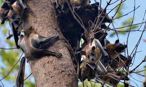 The most effective way to rid your crops of fruit bats, or flying foxes, is to make it impossible for the animals to access them. Farm Plan Poses Catastrophic Threat To Zambian Park Vital For Fruit Bats Environment The Guardian