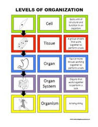 8 Best Levels Of Organization Ecosystem Images Life