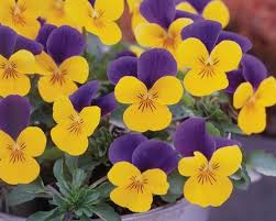 We did not find results for: Purple And Gold Flowers Annual Flowers Flower Seeds Flowers