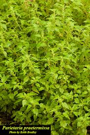 Image result for Parietaria