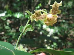 Image result for Monodora junodii