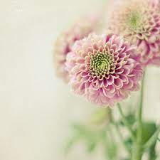 Untitled Flowers Chrysanthemum Flower Pretty Flowers