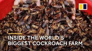 Cricket must return to kindergarten to get a diploma. China Inside The World S Biggest Cockroach Farm Youtube