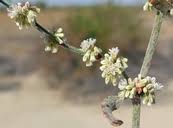 Image result for Eriospermum roseum