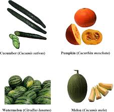 Image result for Cucurbitaceae