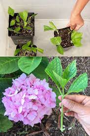 Propagate Hydrangea Cuttings In 2 Easy Steps Multiply Beautiful Hydrangeas For Free In 2 Weeks In 2020 Propagating Hydrangeas Planting Hydrangeas Propagating Plants