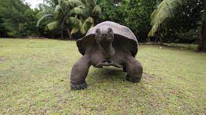The Ten Longest Living Creatures In The World Swiss Life Group