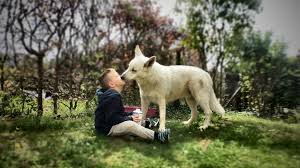 We did not find results for: 100 Examples Of Service Dog Tasks Anything Pawsable