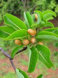 Image result for Terminalia tricristata