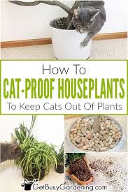 You can discourage cats from staying and have litters in your backyard by boarding up these spaces. I Don T Know About You But My Kitties Love My Indoor Plants So I Ve Had To Deal With Everything From Kittens Or Cats Eating My P Plants Houseplants Cat