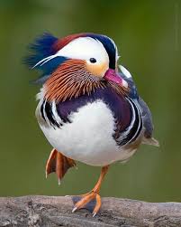 Mandarin Duck These Things Are Cute Animals Beautiful Pet Birds Beautiful Birds