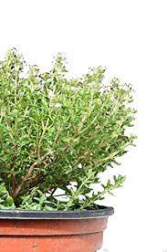 Maybe you would like to learn more about one of these? 1380 Organic English Thyme Seeds Savory Culinary Perennial Spice 194mg Buy Online In Burkina Faso At Burkinafaso Desertcart Com Productid 116631909