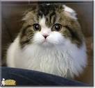 Available Scottish Fold Kittens For Sale & Cats For Adoption