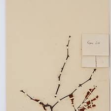 Image result for Acacia welwitschii