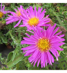 Image result for Asters `Jenny