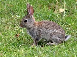 I looked for weeks but never saw my rabbit again. Rabbits Habits Diet Other Facts Live Science