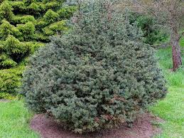 Wann tannen schneiden, wie stark kann ich eine hecke zuruck schneiden baumpflegeportal. Tannen Und Tannenbaume