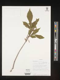 Image result for Allophylus ferrugineus